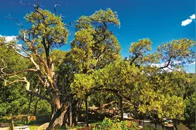 林草科普|柏树家族演绎绿色传奇图片