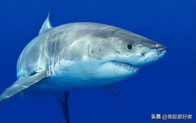 鲨鱼胶的功效与作用 鲨鱼胶的功效与作用及禁忌