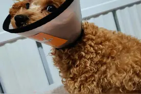 狗真菌皮肤病别慌！擦碘伏酮康唑全好了图片