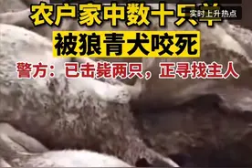 洛阳4只狼青犬咬死80只羊！根源是发情期？为何人类365天都可以图片