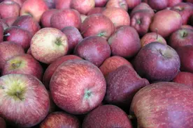 第一个“敢”向我国大量出口红富士苹果的国家，为什么会是南非？图片