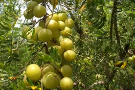 四大酸水果横空出“市”，东黄西甘，南角北楂，哪一个让你沦陷？图片