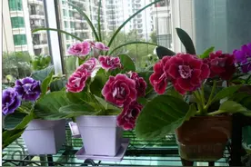 花草“三不送”，送了变仇人！究竟什么花不能送，应该送什么花图片