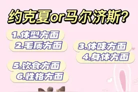 养马尔济斯还是约克夏？图片