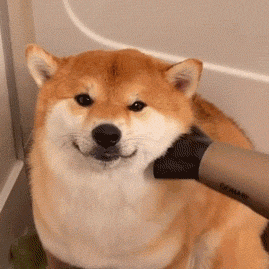 如何才能在家自己搞头发？实用技能大放送，洗剪吹烫染，包教包会