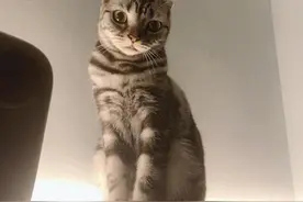 谈谈我是如何治好我家猫咪猫癣的！其实并不难图片