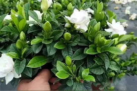 再也不养栀子花了，如果你养着“这种”，别犹豫，扔掉最合适图片