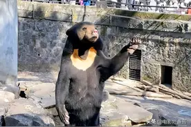 杭州动物园“马来熊”火出圈，被怀疑是人假扮，四方步似领导视察图片