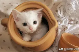 十则幽默段子（四）图片