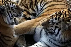 惊人一刻！雄虎与女儿初相遇，和谐画面超乎想图片