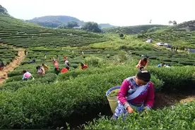 得闲饮茶！广东茶究竟有多好喝？一文告诉你→图片