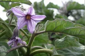 茄子僵果的原因及防治方法，茄子施用什么肥料产量高？图片