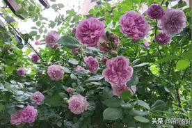 可以阳台养的绝美花墙月季——蓝色阴雨图片