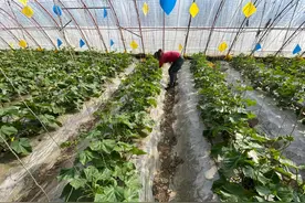 宁夏首批！石嘴山两个农产品入选全国特质农品名录图片