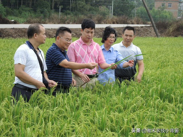 怎么快速诊断作物是否缺氮、缺磷、缺钾？农民只需记住三句顺口溜