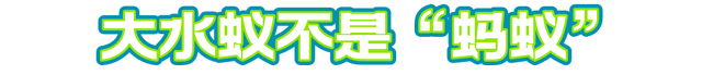 下雨前好多虫子怎么办