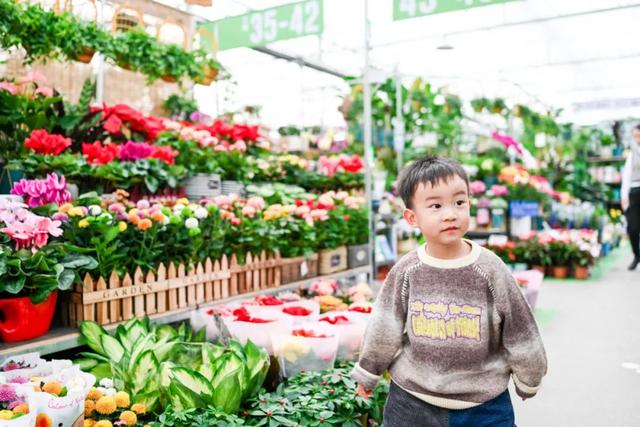 西安这个曾经全国最大的毛巾厂,现在竟搞起了花鸟鱼市的生意