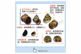 你会区分“福寿螺”和“田螺”吗？如果符合5点特征，不吃为妙图片