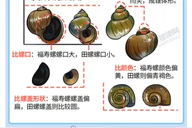 你会区分“福寿螺”和“田螺”吗？如果符合5点特征，不吃为妙图片