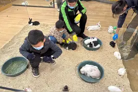 买兔子撸兔子！中国兔年让宠物兔成为新晋流量密码图片