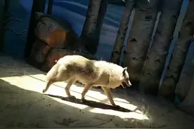 耶耶被送去开解抑郁的北极狼，全网见证“冤家终成CP”哈哈哈图片