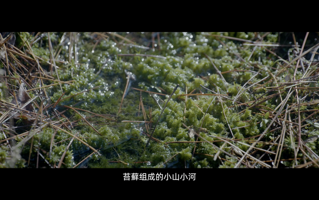 80后夫妻辞职到深山给植物拍大片
