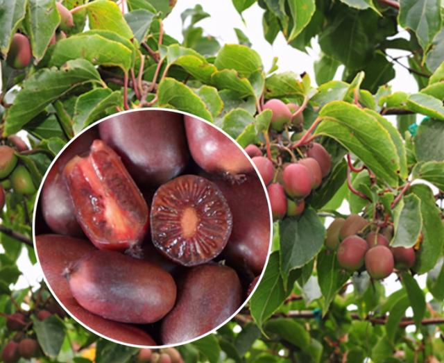 圆枣子猕猴桃种植方法 家里的小院别空着,种上2颗这种果树,来年就能吃