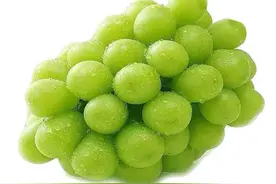 阳光玫瑰葡萄栽培常见问题及调控对策图片