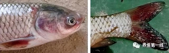 简析疑难杂症——鱼类败血症的防控：难治的集多症状于一身的鱼病