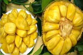你知道吗？菠萝蜜有“干包和湿包”之分，难怪以前买的不好吃图片