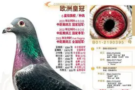 「铭鸽赏析」KBDB鸽王百年未现铭鸽“欧洲皇冠”图片