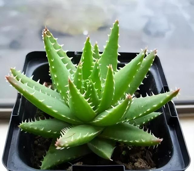 270种常见多肉图谱，一分钟认全！