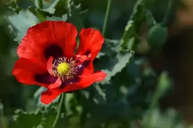 7种“致幻”植物，神秘药性令人丢失平衡感，严重者还会患失忆症图片