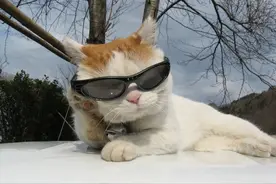 16张猫咪搞笑图片，让你了解什么叫浑身是戏图片