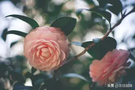 18种山茶花名品图鉴，简直美爆了！图片