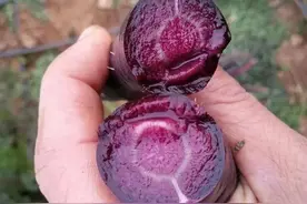 紫色胡萝卜，你没见过的原始品种，种植简单、前景好，值得推荐图片