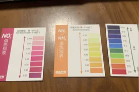 如何判断鱼缸硝化系统已形成图片