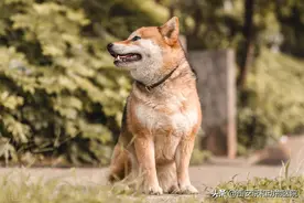 狗狗的18种肢体语言，你都明白吗？图片