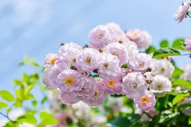 时评：容貌焦虑不可取图片