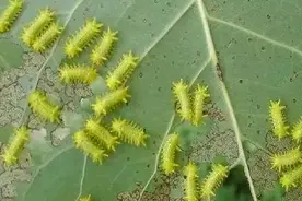 有一种叫洋辣子的昆虫，是农村孩子的“噩梦”图片