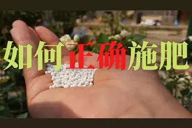 家庭种菜如何正确施肥？什么时候开始追肥？多长时间施一次肥？图片