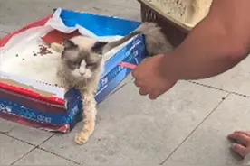 名贵布偶猫在盒子里奄奄一息，白给也没人要：有谁可以救救我吗？图片