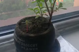 西周分封制的几个问题图片