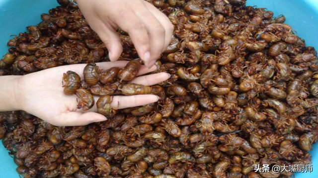 能不能吃金蝉（金蝉虽好吃）