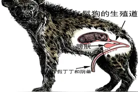 雌性为何长出雄性器官？2014年，日本一只母鬣狗长出雄性标志图片