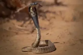 食用毒蛇咬死的家禽，导致他中毒和失明，被蛇咬死的家禽能吃吗？图片