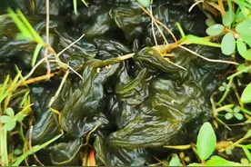 木耳海带靠边站，夏天多吃这菜，营养极高，季节性强，蒸包子特香图片