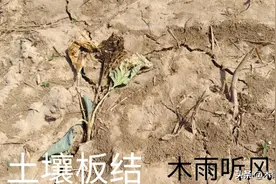 种菜土壤板结怎么办？如何快速改良？看完就明白了图片