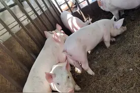 怎样才能降低让小猪拉稀的预防措施？小猪拉稀的解决方法？图片