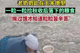老奶奶趴在玉米地里一粒一粒捡秋收后落下的粮食图片